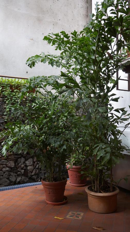 Hotel Casa Del Arbol San Pedro Sula Exterior photo